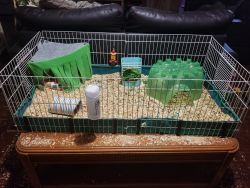 Two male guinea pigs with cage and all