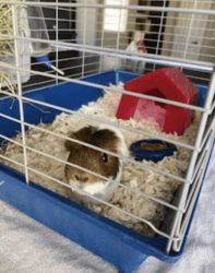 Free Guinea Pig and Accessories