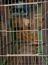 Free female guinea pig with cage