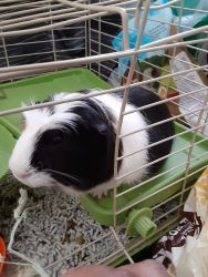 Adult Male Guinea Pig with Cage