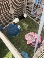 2 female guinea pigs to sell