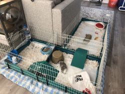 Guinea pigs for sale! Cage and accessories included