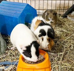 Sweet guinea pigs!
