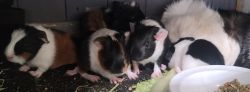 Baby guinea pigs need new home