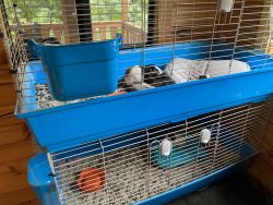 4 guinea pigs to a new home