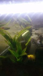 guppies fish for sale (tropical fish)