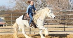 15.2HH ,7 Yrs Old Gray & White Tobiano Mare Gypsy Vanner For Sale.