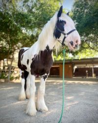 Gypsy Vanner x Shire Horse available