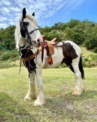Gypsy Vanner Horse for Begginers