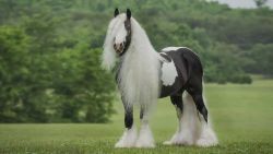 All man dream Gypsy Vanner horse for adoption