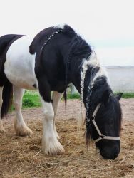 Beautiful Gypsy Vanner Horse Thats Great On The