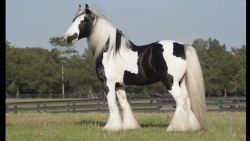 Perfected Gypsy Vanner Gelding And Mare Horse