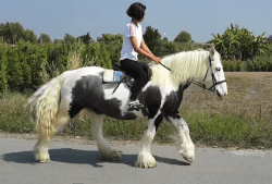 Our male Gypsy vanner Horse to give