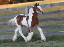 Gypsy Vanner horse for sale