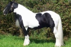 Fantastic Trail Gypsy vanner horse available txt (xxx) xxx-xxx1