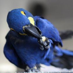 Hyacinth Macaw for Sale