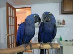 Excellent Male and female Hyacinth macaw parrots