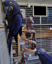 Pair hyacinth macaws for sale