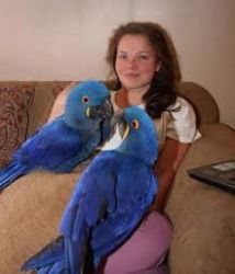 Macaws ready for adoption