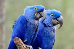 Hyacinth Macaw Parrots (male And Female)