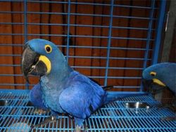 Pair of Hyacinth Macaw Parrots for sale