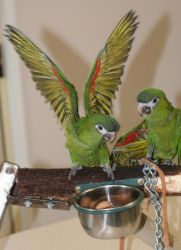 bonded pair of Hahn's macaws