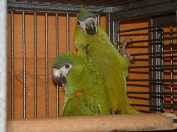 Hand Raised Bonded Hahns Macaw Babies M&F