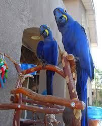 Healthy Hyacinth Parrots and Parrot Eggs