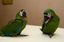 Hand Reared/super Tame Hahns Macaw Parrots