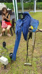 Hyacinthe Macaw parrots