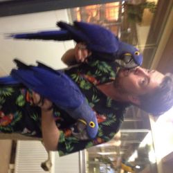 Hyacinth macaw parrots for sale