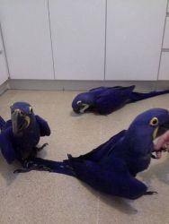 TALKING PAIR HYACINTH MACAW BIRDS NEED NEW HOME