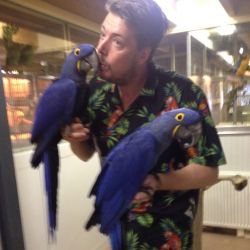 Hyacinth Macaws Parrots for Adoption