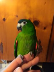 Ollie, Hahns macaw