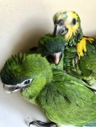 Hahn’s Macaw Babies 2 Available!