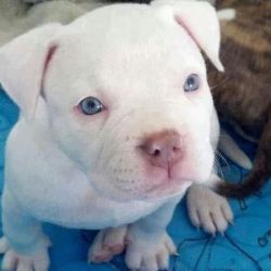 Extremely Smart and Attractive pit bull puppies to rehome