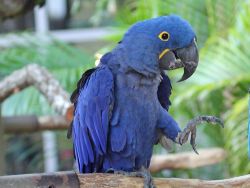 Beautiful and talking Hyacinth Macaw parrots