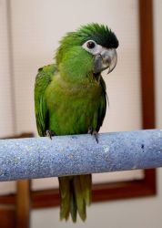 Beautiful Hahns Macaw parrots available Text:xxxxxxxxxx