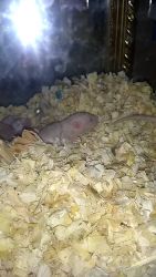 Baby hairless rats for sail