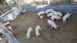 Pigs for sale $50