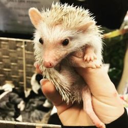 Albino Baby Hedgehogs for sale Text or Call xxx-xxx-xxxx