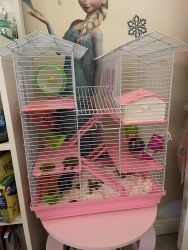Free hamster and cage