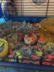 Two male hamsters for sell!