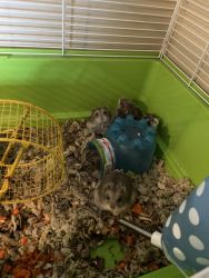Free hamsters
