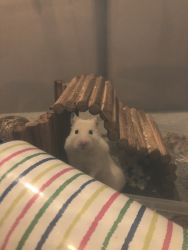 Syrian Hamster with bin cage and supplies