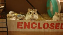 Hamster for Adoption