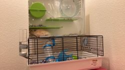 Hamster and cage