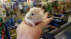 Syrian hamster (10 - 15 days old )