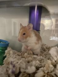Hamster for sale