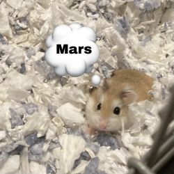 Rehoming Dwarf Hamster